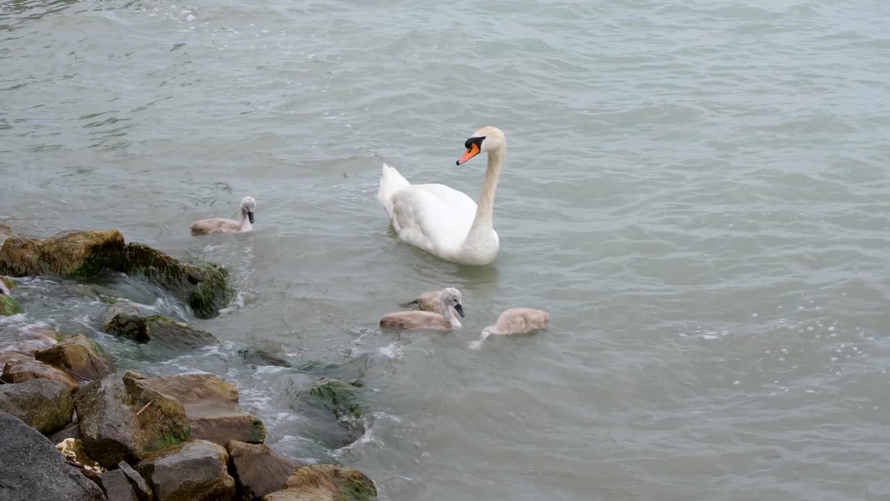 바람 부는 호수에서 수영하는 아기 백조와 백조