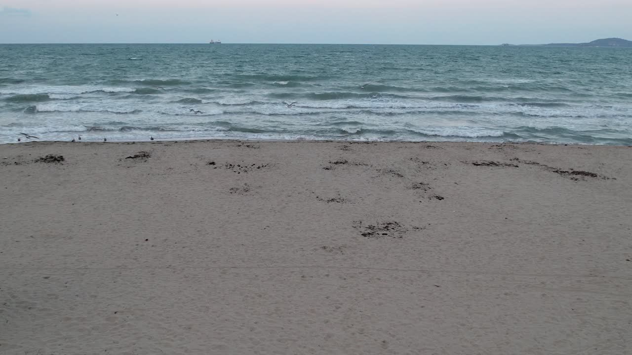 Seagulls On The Beach In Burgas City