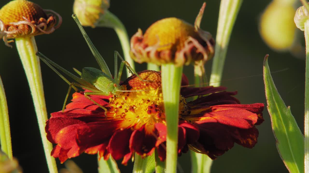 Un grillon vert sur une fleur rouge éclose dans le jardin, sous la lumière du soleil - gros plan.