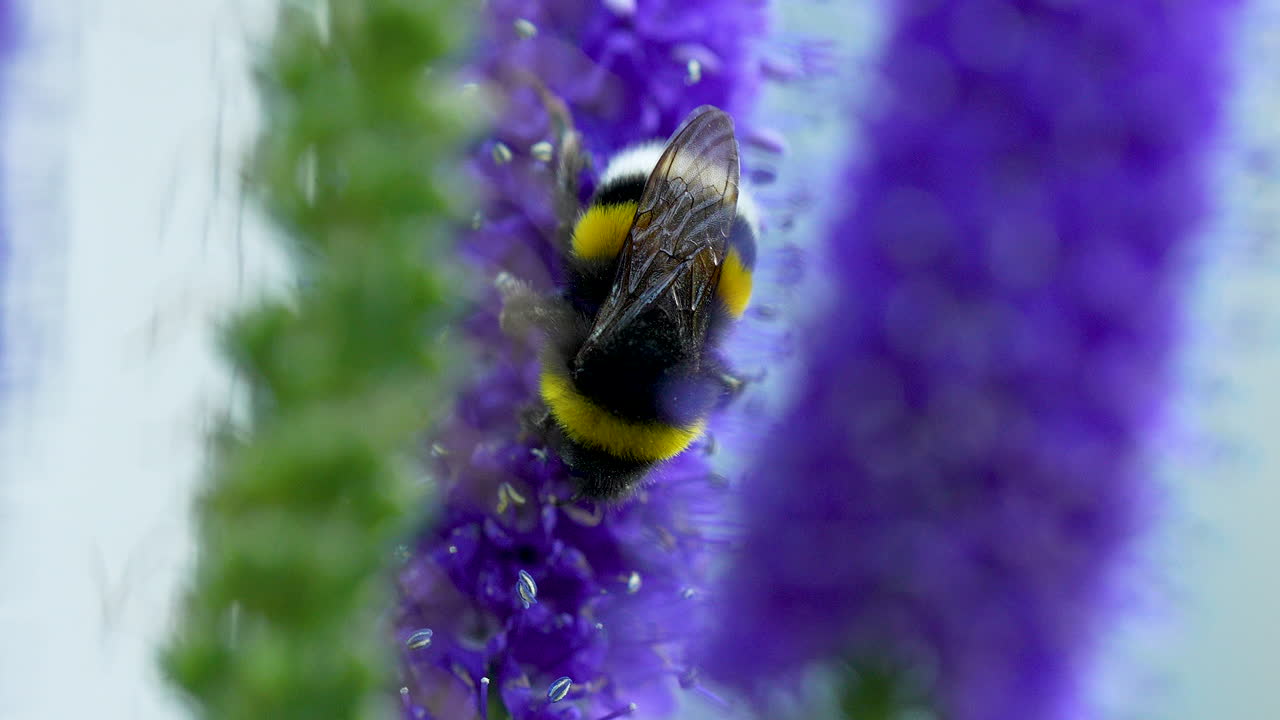 hermoso primer plano de abejorros que se alimentan en el speedwell puntiagudo