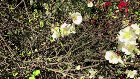 white flowers blooming on a bush