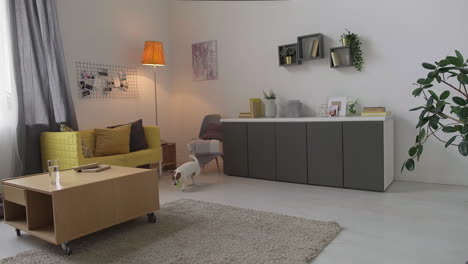 dog playing with a toy in a modern living room