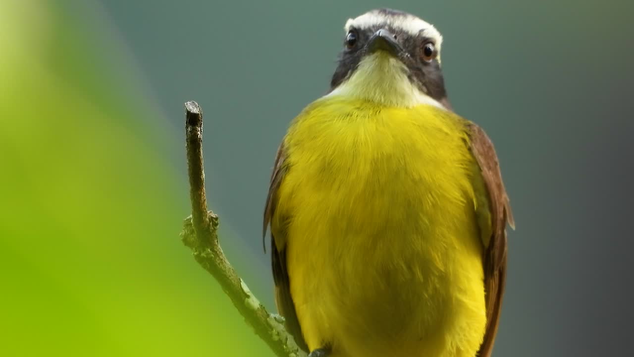 un primer plano de un gran kiskadee frenético moviendo su cabeza en una ramita, vida silvestre de colombia