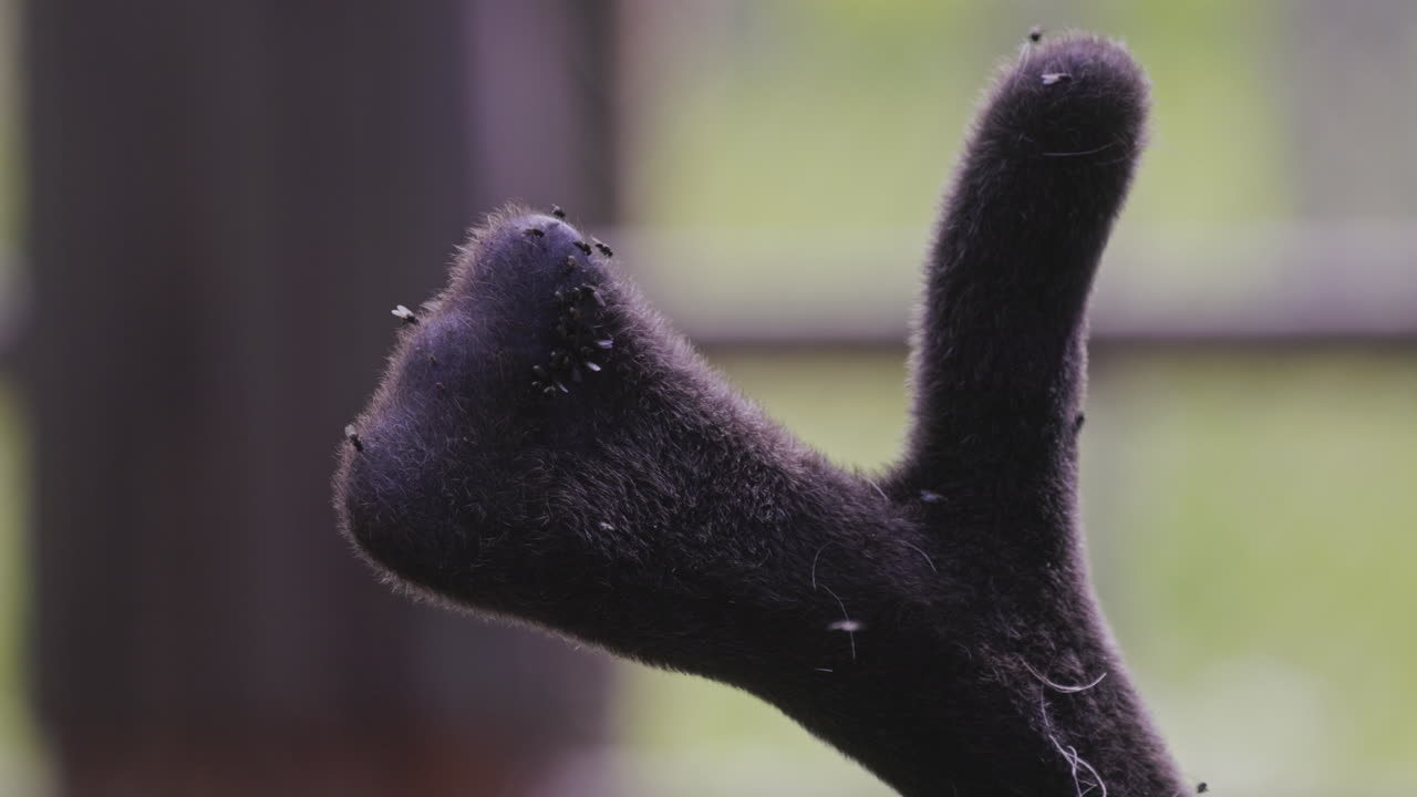 рогатые мухи, запутавшиеся в оленьих рогах и сбрасываемые с них