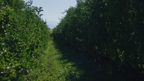 slow glide through green apple orchid into vine in switzerland