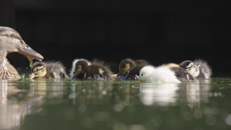 mother duck with ducklings