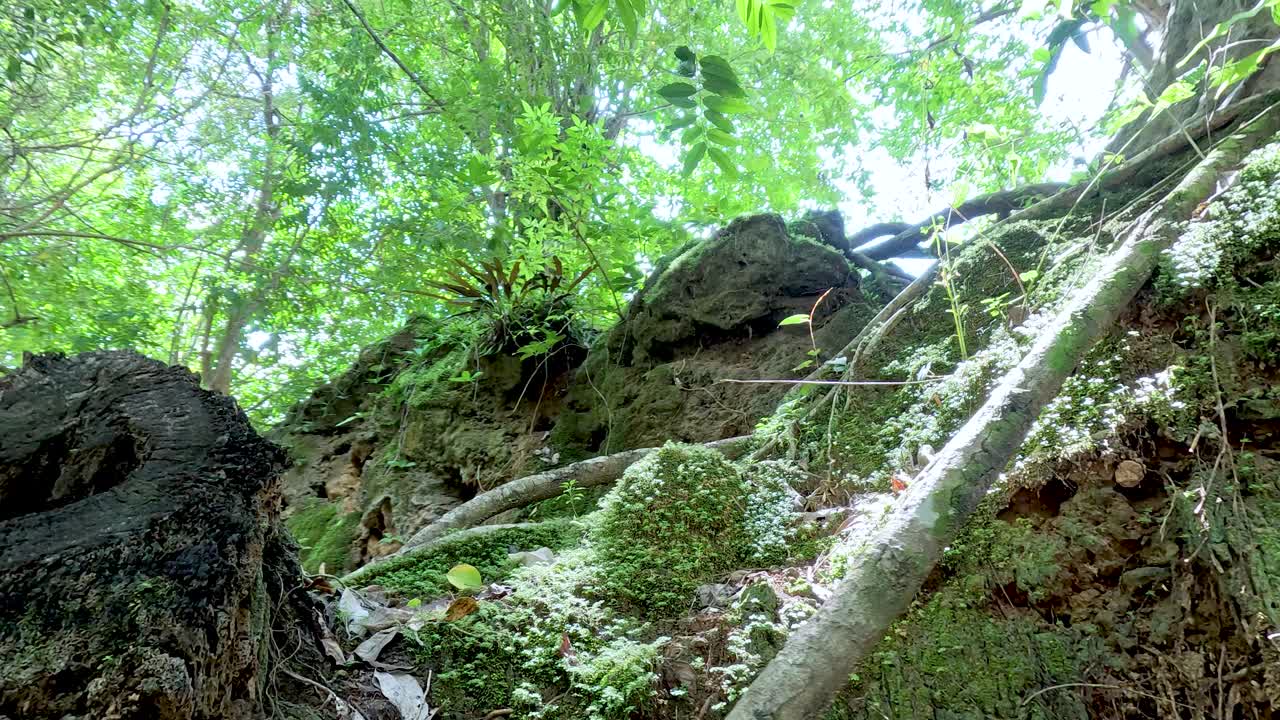 verde vibrante y rocas cerca de una cascada
