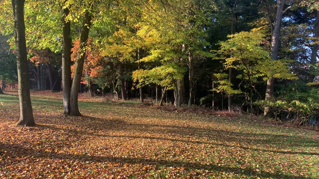 árboles de otoño soplando en una brisa