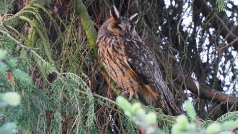 A-great-horned-owl-or-Tiger-Owl-calmly-sits-on-tree-branch