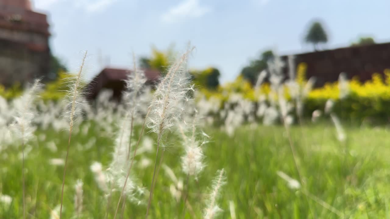 A close up of Imperata cylindrica commonly known as cogongrass