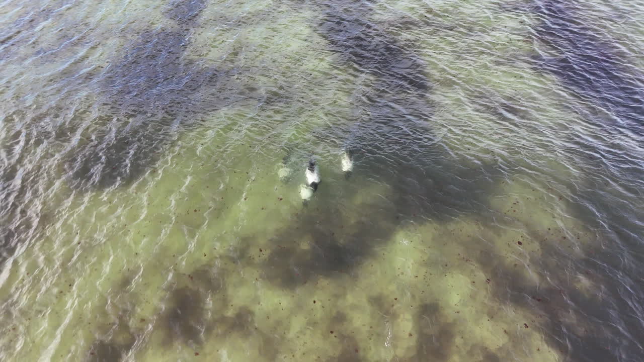 Drone shot of Commerson’s dolphins moving quickly in ocean waters, tracking aerial footage