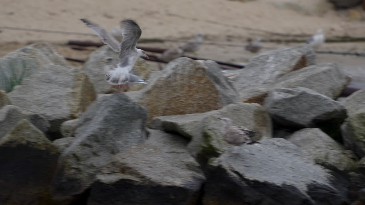 Seagulls Among The Rocks Of The Beach - tracking shot
