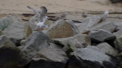 gaviotas entre las rocas de la playa - disparo de seguimiento