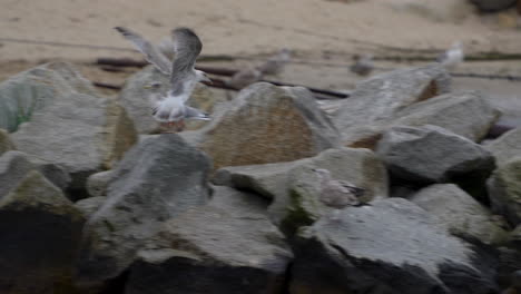 seagulls among the rocks of the beach - tracking shot