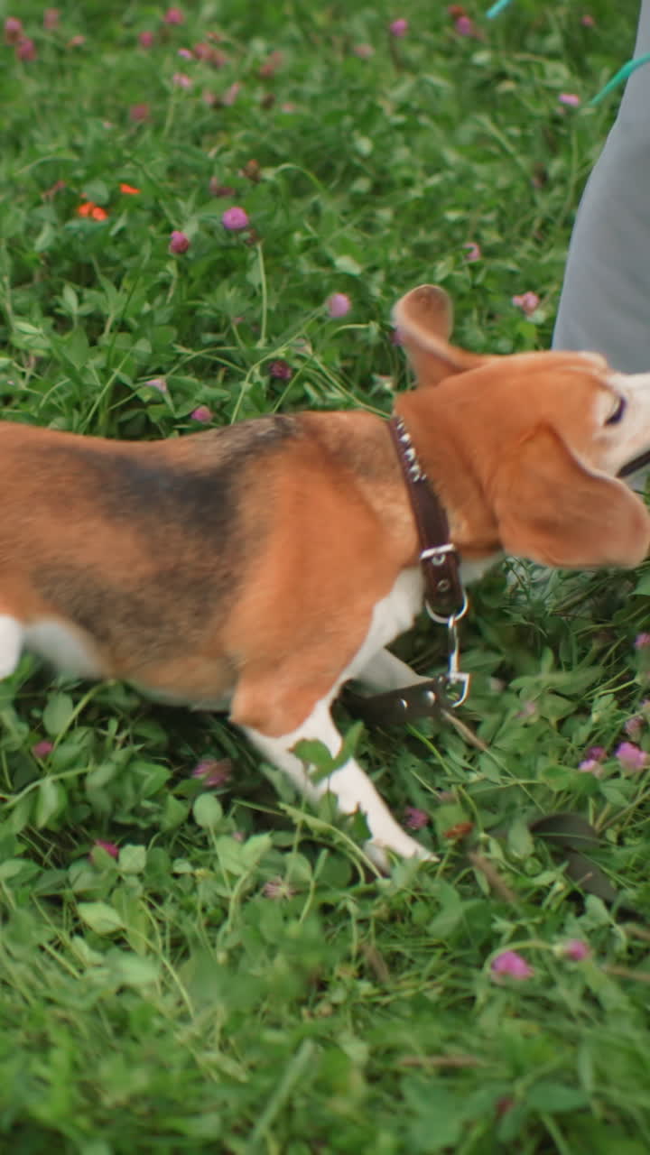 beagle che tira una palla blu sull'erba, energico tiro alla fune in giardino tra un bambino e un cane, prato di trifogli verdi, palla di gomma lucida su corda, mani che tirano il guinzaglio, movimento vivace, lotta gioiosa, estate