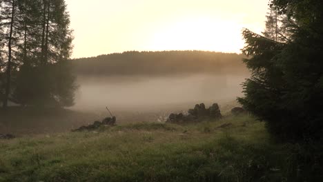 sunrise on a woodland clearing in scotland