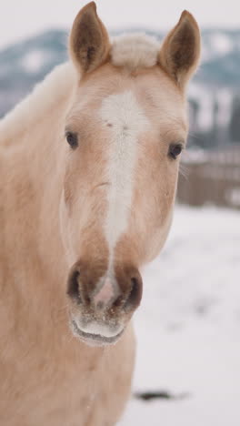 white horse with fluffy mane chews food looking in camera with distrust. thoroughbred animal grazes in snowy area of gorny altai with mountains closeup