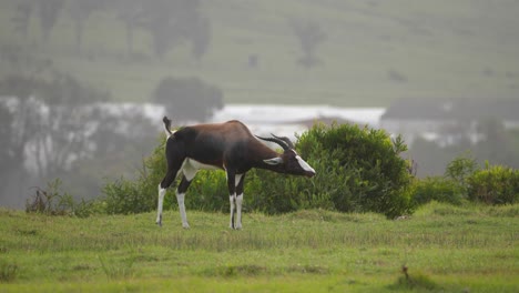 un par de bontebok deambulando por las llanuras de sudáfrica
