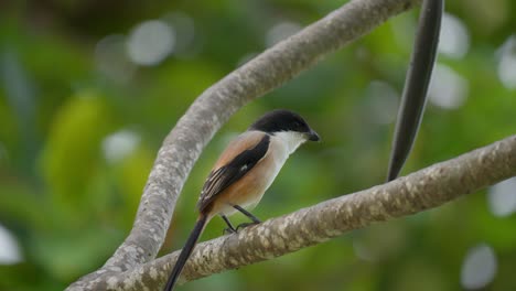 long-tailed shrike or rufous-backed shrike perched on tree in rainforest