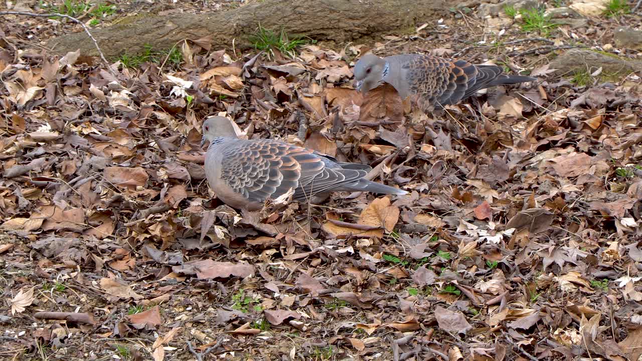 두 마리의 비둘기가 가을에 땅에 부스러기를 주워