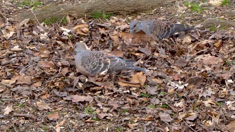 Dos-Palomas-Recogen-Migas-En-El-Suelo-En-Otoño