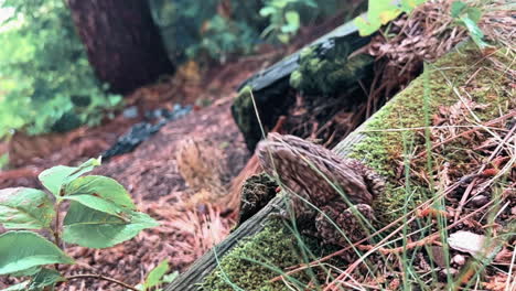 American-Toad-jumping-off-a-log-in-extreme-slow-motion