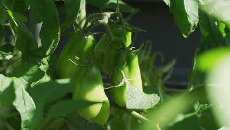 three green peppers growing in greenhouse with sun shining through the leaves