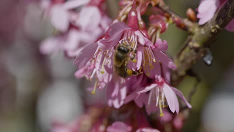 extreme macro shot of wild honey bee gathering pollen of pink blooming flower during sunny day in spring