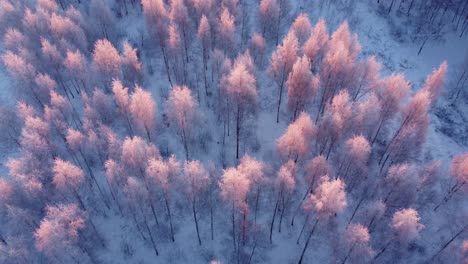 Boreal-seasonal-forests-covered-with-frost-in-early-morning-light-aerial-view