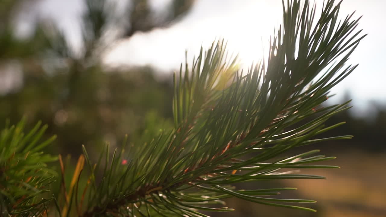 A close up shot of a pine tree brach swinging in the Colorado mountain wind