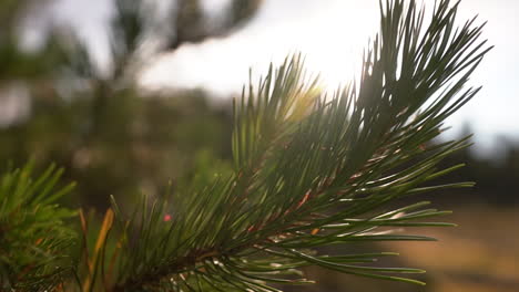 a close up shot of a pine tree brach swinging in the colorado mountain wind