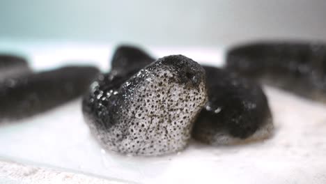 sea cucumber on a white background