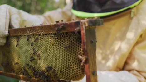 Caucasian-male-beekeeper-in-protective-clothing-inspecting-honeycomb-frame-from-a-beehive