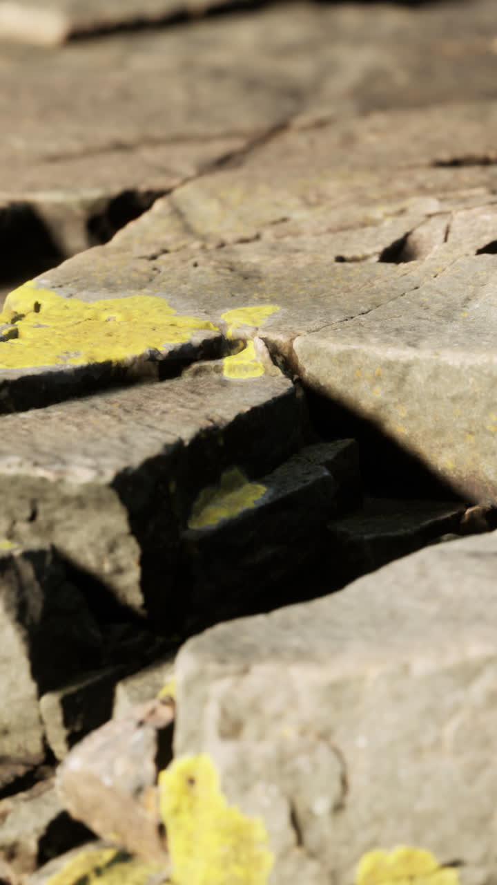 노란색 리을 가진 바위의 클로즈업