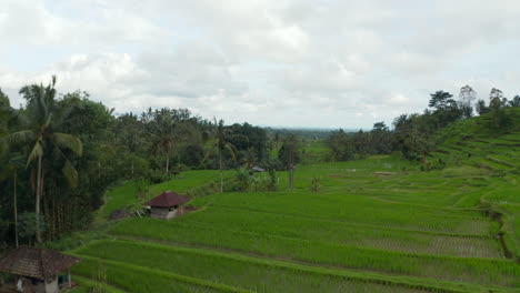 Exuberantes-Arrozales-Verdes-Llenos-De-Agua-Con-Pequeñas-Granjas-Rurales-En-Bali.-Vista-Aérea-Del-Carro-Ascendente-De-Amplias-Terrazas-Agrícolas-En-El-Campo