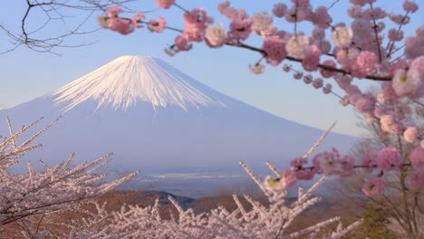 mount fuji framed by cherry blossoms in spring