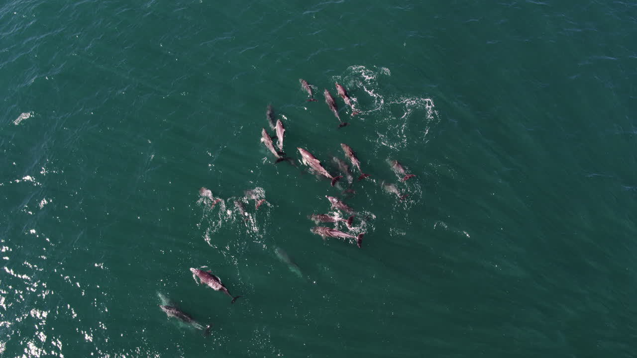 Aerial drone overview of dolphin pod swimming in natural green-blue sea, peaceful behavior