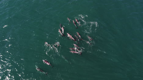aerial drone overview of dolphin pod swimming in natural green-blue sea, peaceful behavior