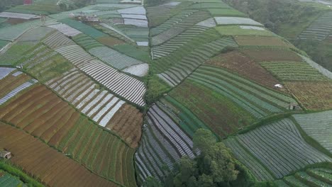 Terassenförmig-Angelegte-Gemüseplantage,-Die-Mit-Frühlingszwiebeln-Und-Gepflanzt-Wurde