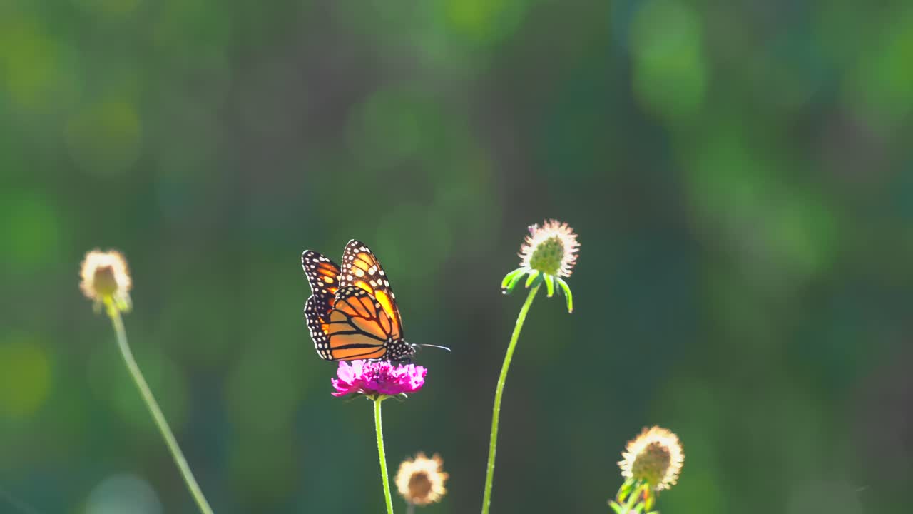 Una singola Farfalla Monarca che beve nettare da un fiore colorato.