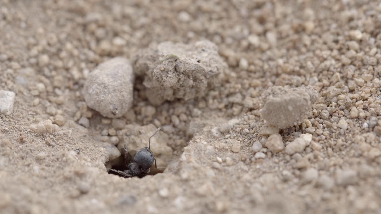 Primo piano macro di formica nera del deserto del Sonora, detta anche Veromessor Pergandei, nel terreno arido del deserto.
