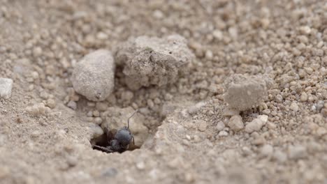 maco primer plano de la hormiga negra del desierto de sonora, también conocida como veromessor pergandei, en suelo seco del desierto