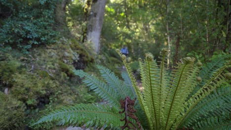 Static-Closeup,-hiker-approaches-through-lush-Fiordland-forest,-Kepler-Track-New-Zealand