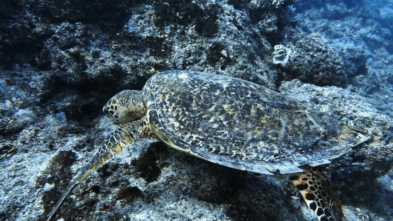 Hawksbill sea turtle navigating a rocky coral reef in Mauritius. Peaceful underwater wildlife footage emphasizing marine conservation, tropical biodiversity, and ocean ecosystem health.