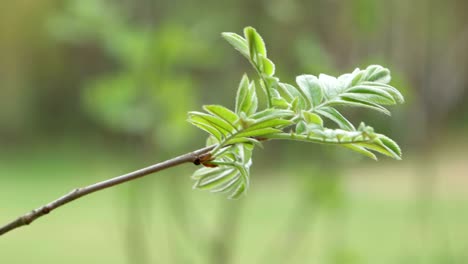 the green young twig is located diagonally on the screen.