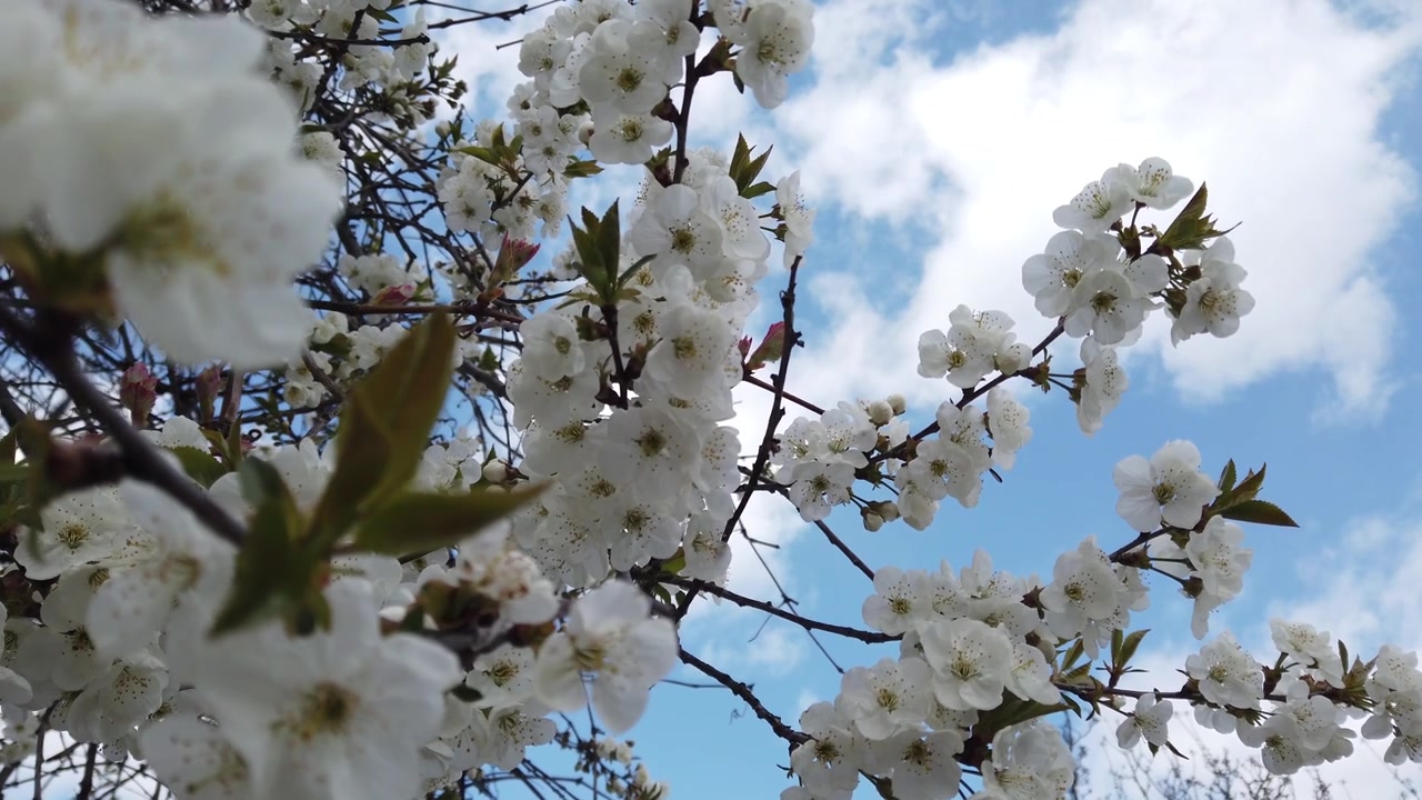 Flowering fruit tree in spring.