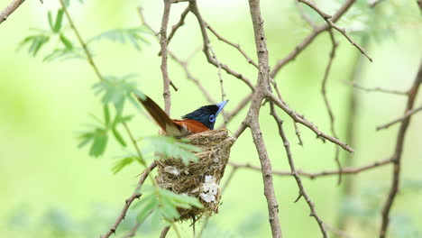 Paradise-Flycatcher-Hembra-Echa-Un-Vistazo-A-Su-Nido-Recién-Construido-Desde-Fuera-Y-Luego-Se-Sienta-Y-Lo-Comprueba-En-La-India