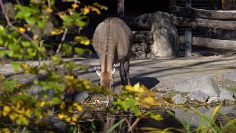 Nilgai-Bebiendo-Del-Abrevadero,-Vista-Detrás-De-Los-árboles