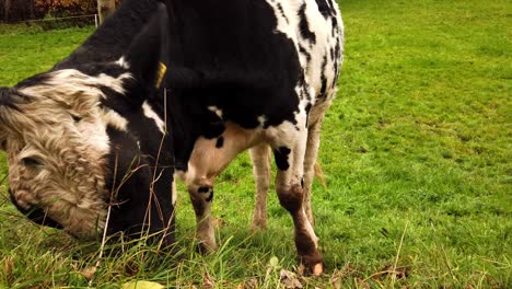 close up of a big cow scratching its head against the grass and looking directly in the camera