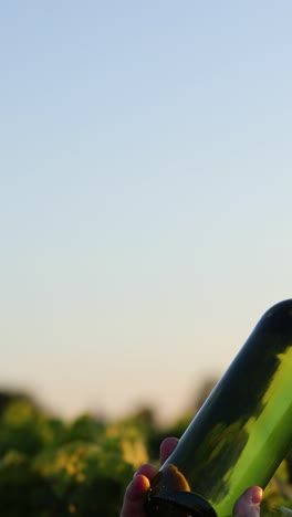 la mano sosteniendo una botella de vino en el viñedo al atardecer